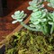 Artificial Moss : 60g Artificial Green Fake Moss for Crafts Decorative Artificial Faux Moss for Plant Craft Flower Garden Wedding Christmas Table Centerpieces Decor